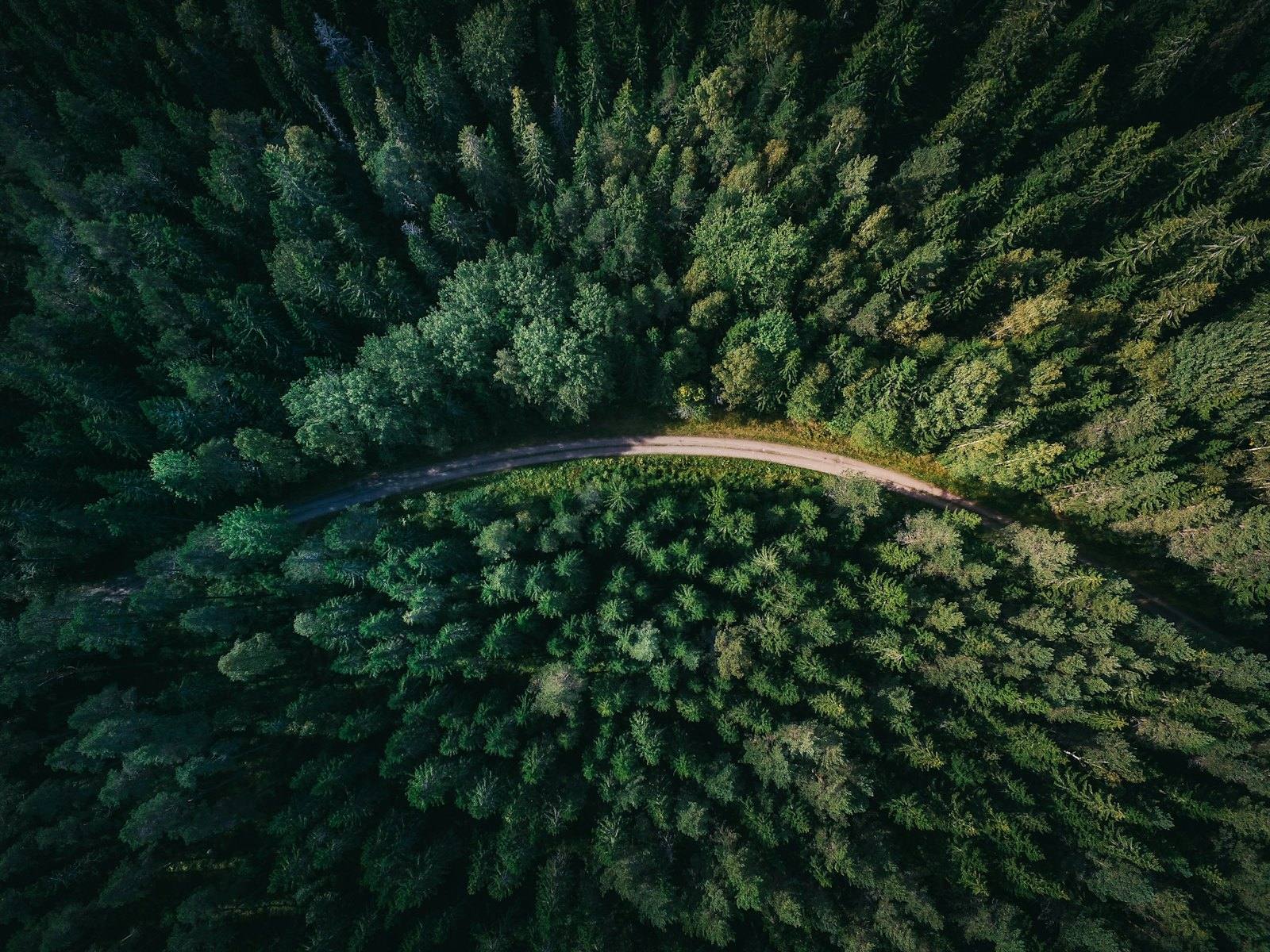 Tree-lined road in autumn